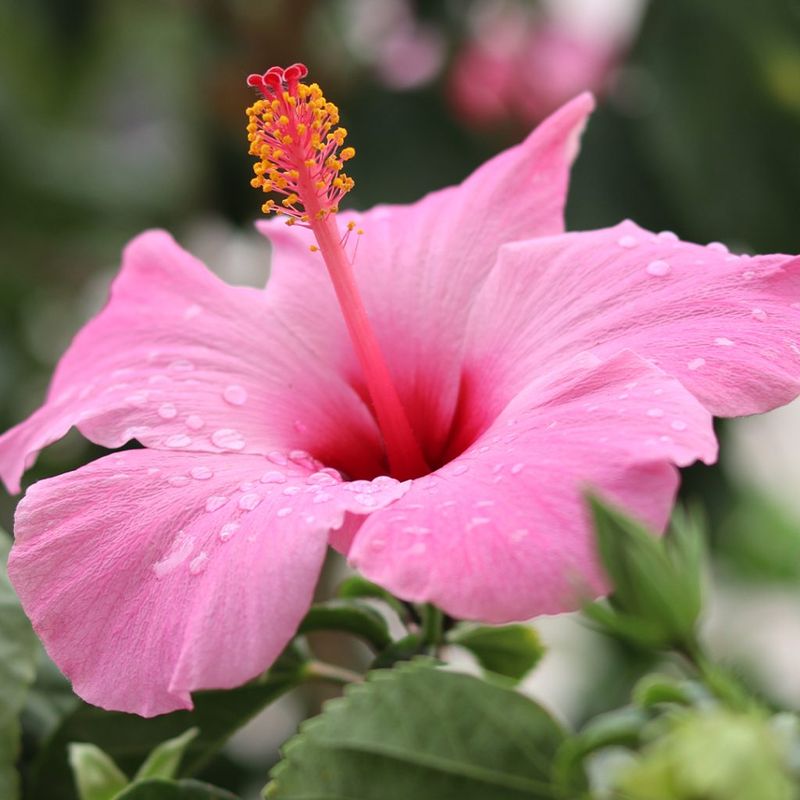 Hibiscus