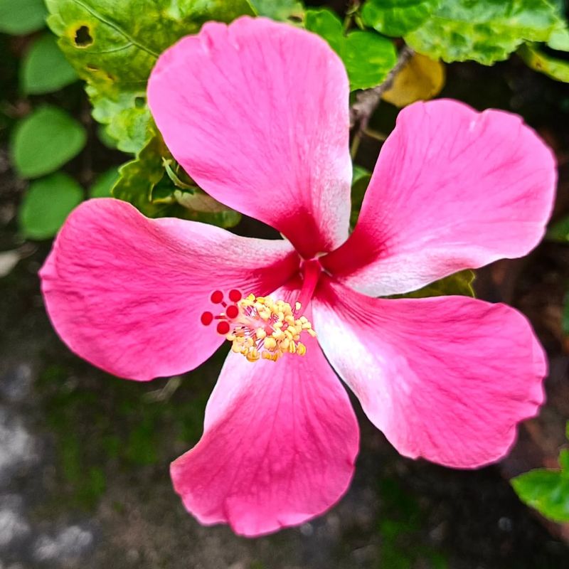 Hibiscus