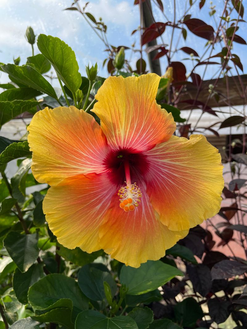 Hibiscus