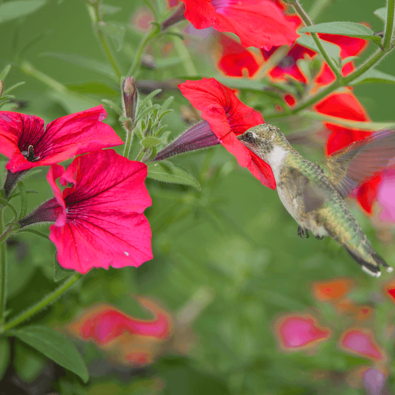 Hibiscus