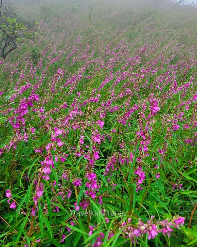 Himalayan Balsam