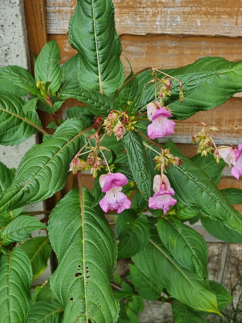 Himalayan Balsam