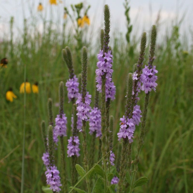 Hoary Vervain