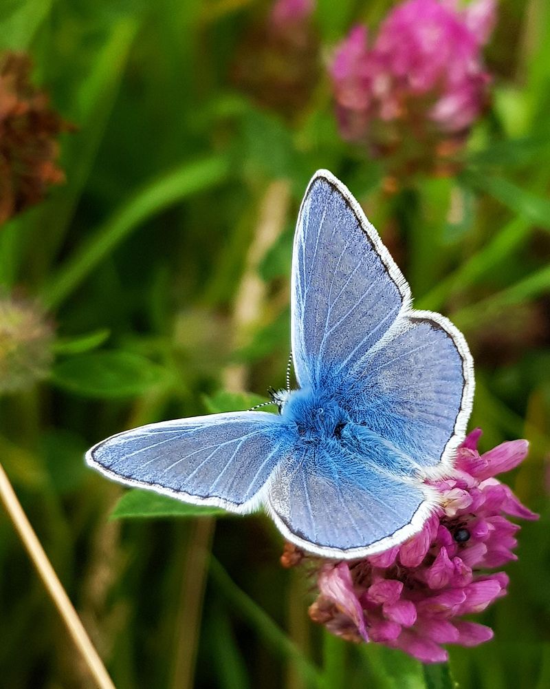 Holly Blue Butterfly