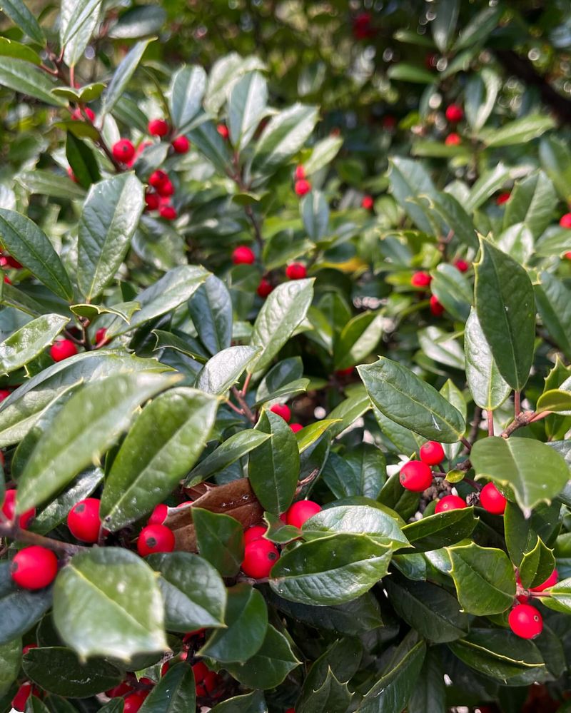 Holly Tree