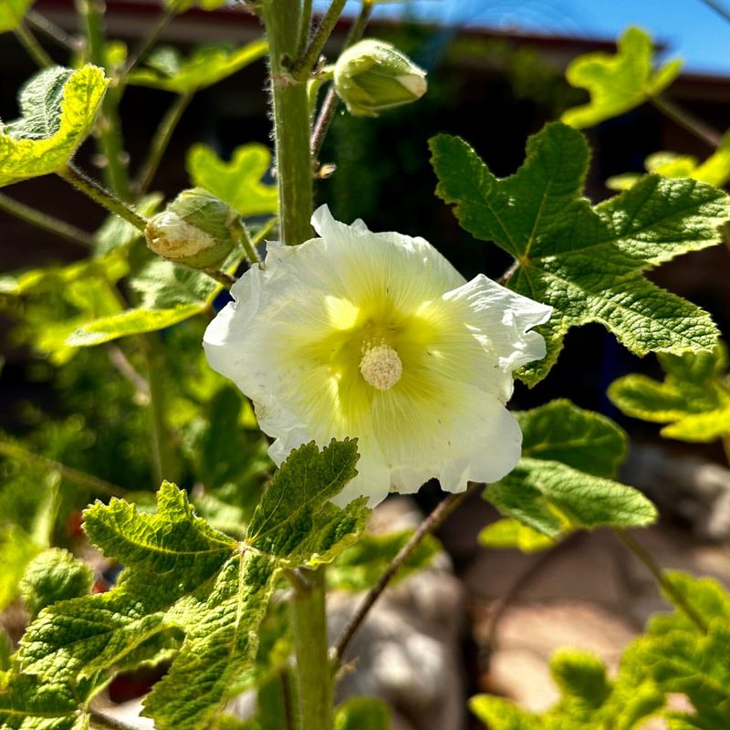 Hollyhock