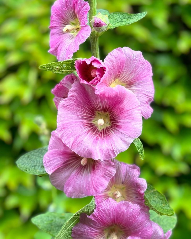 Hollyhock