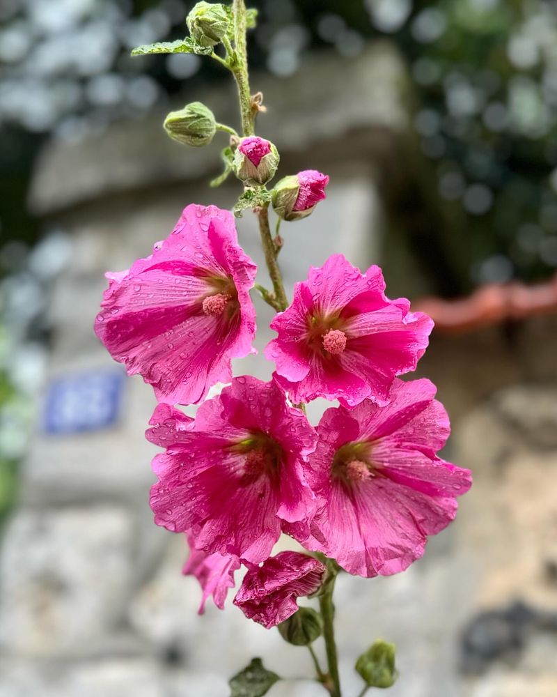 Hollyhock