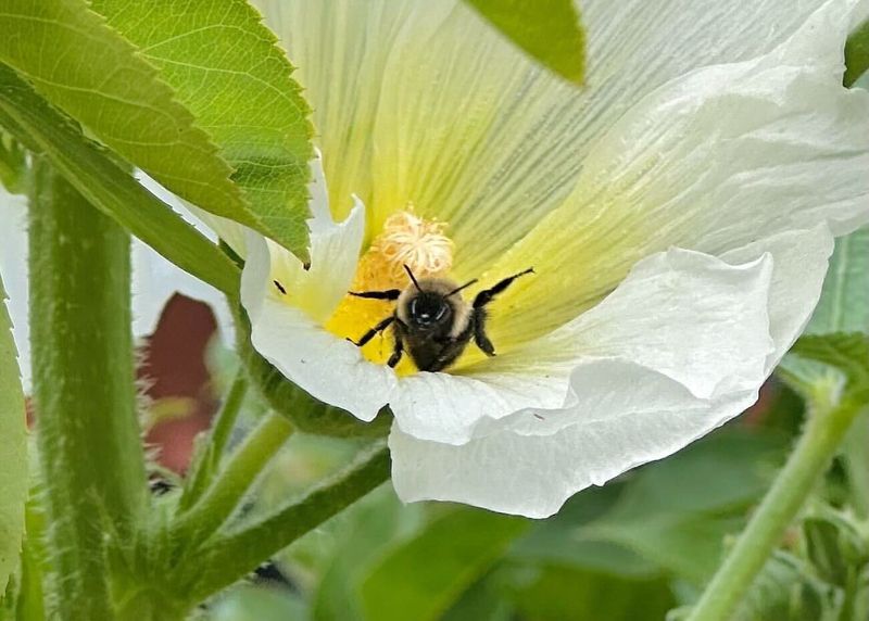 Hollyhock