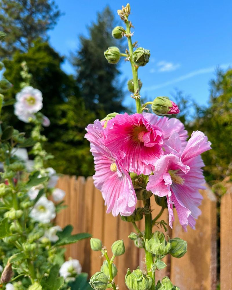 Hollyhock