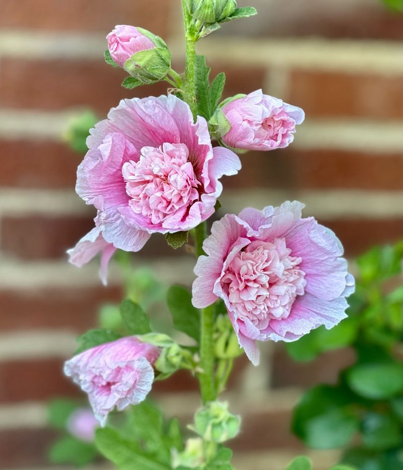 Hollyhock