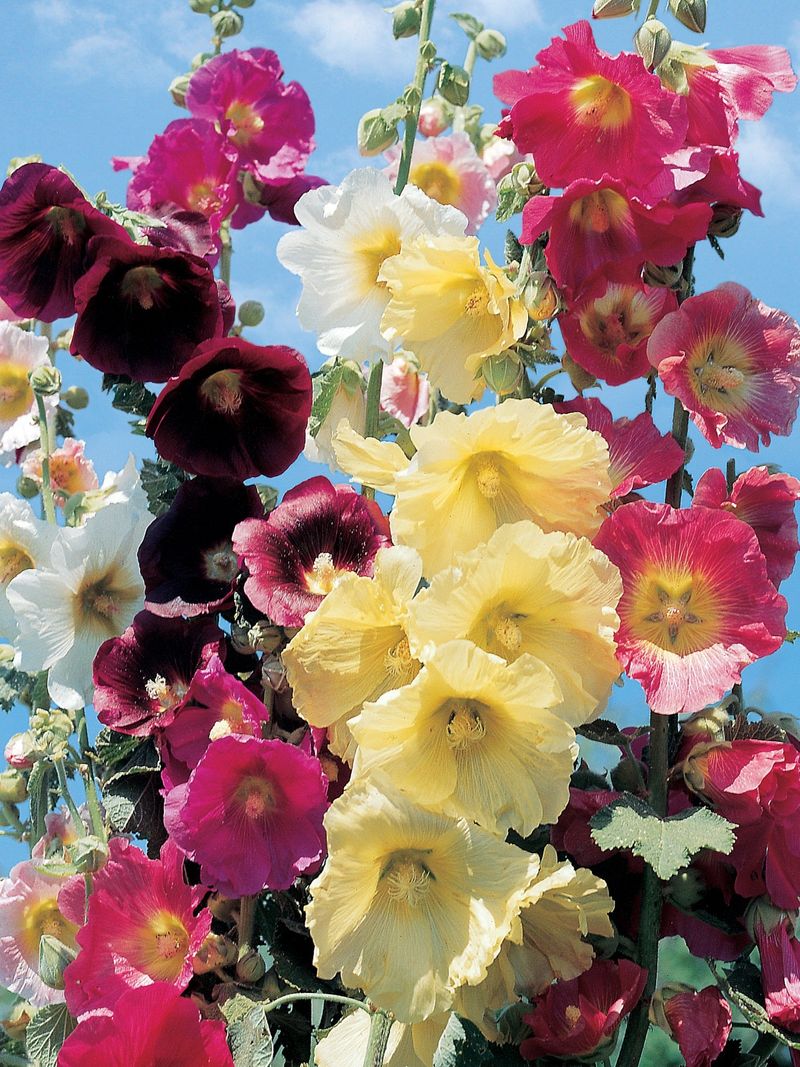 Hollyhock