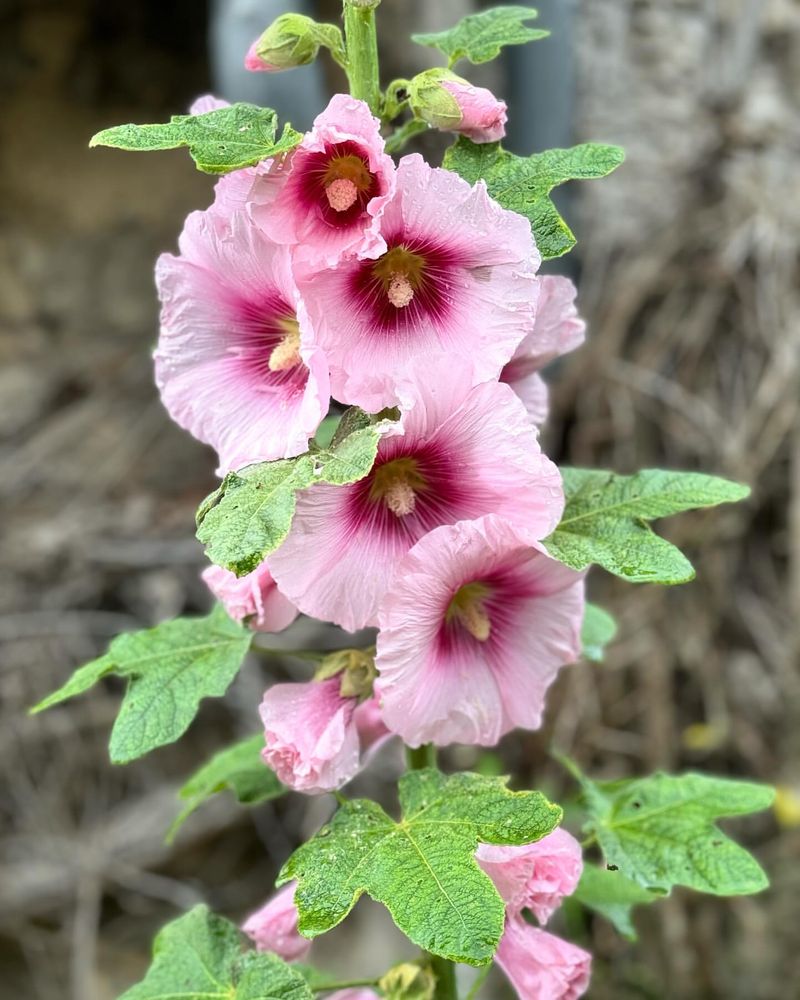 Hollyhock