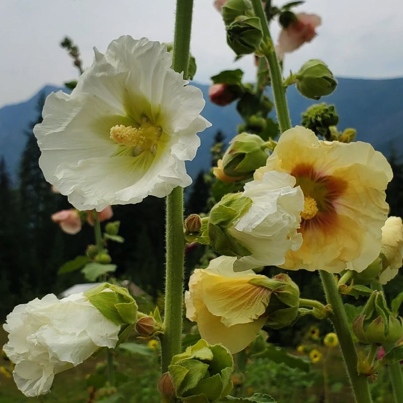 Hollyhock