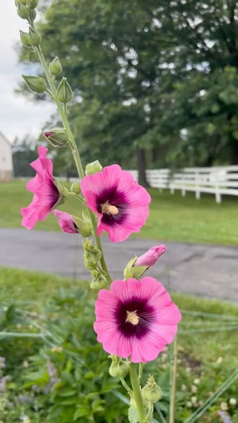 Hollyhock