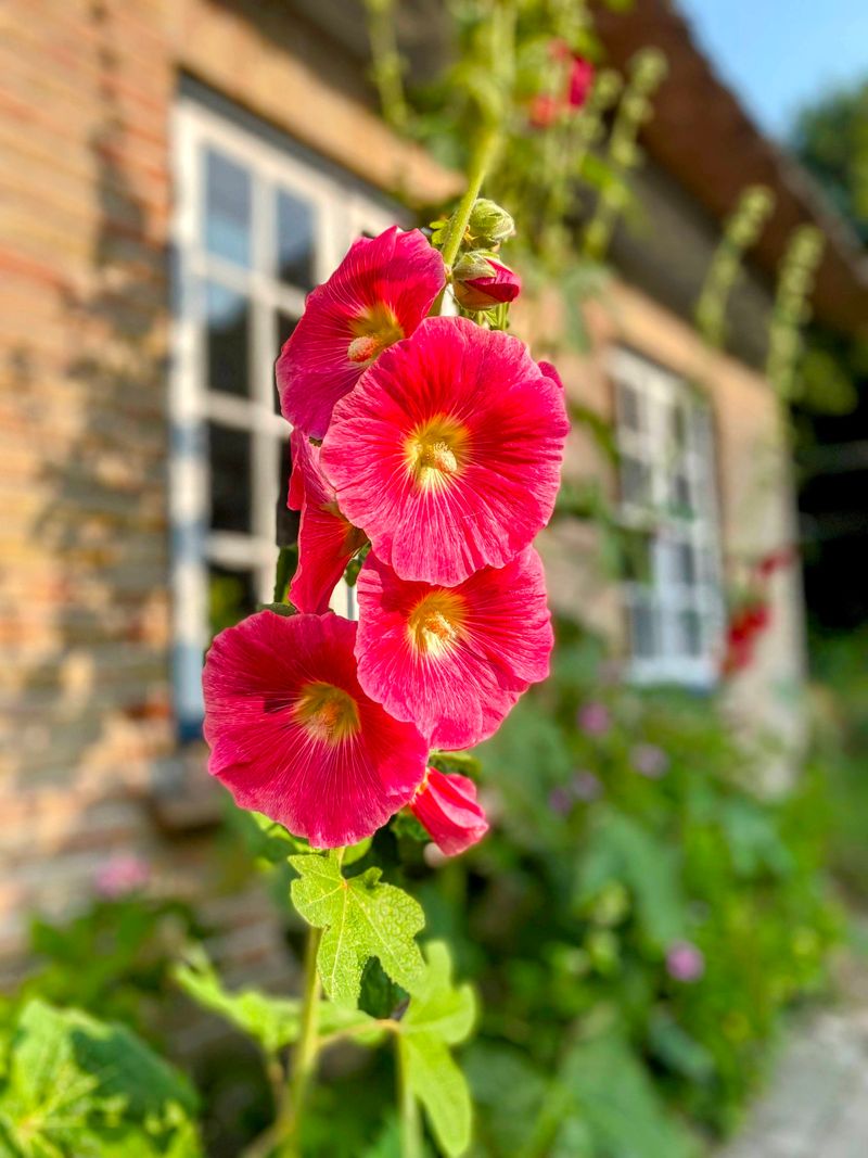 Hollyhocks