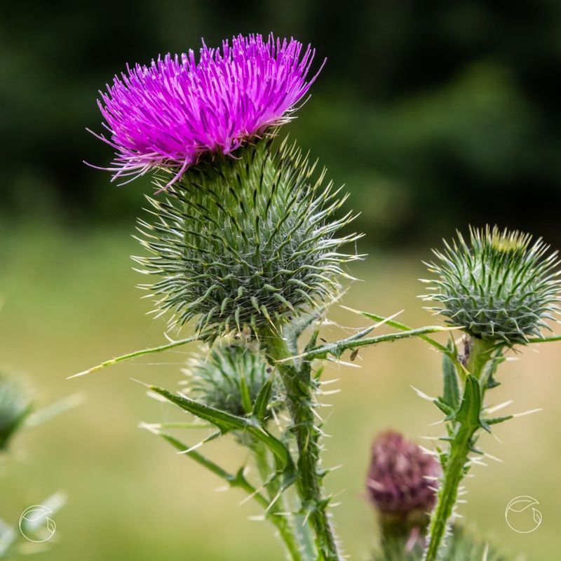 Holy Thistle