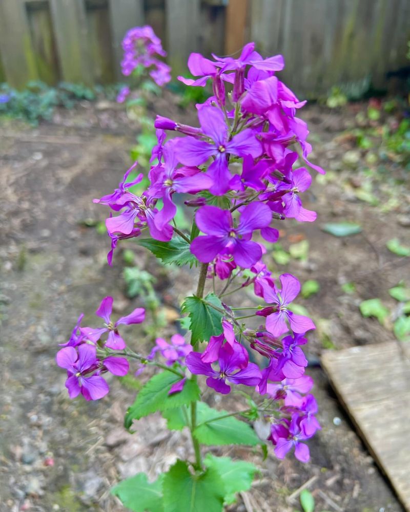 Honesty (Lunaria)