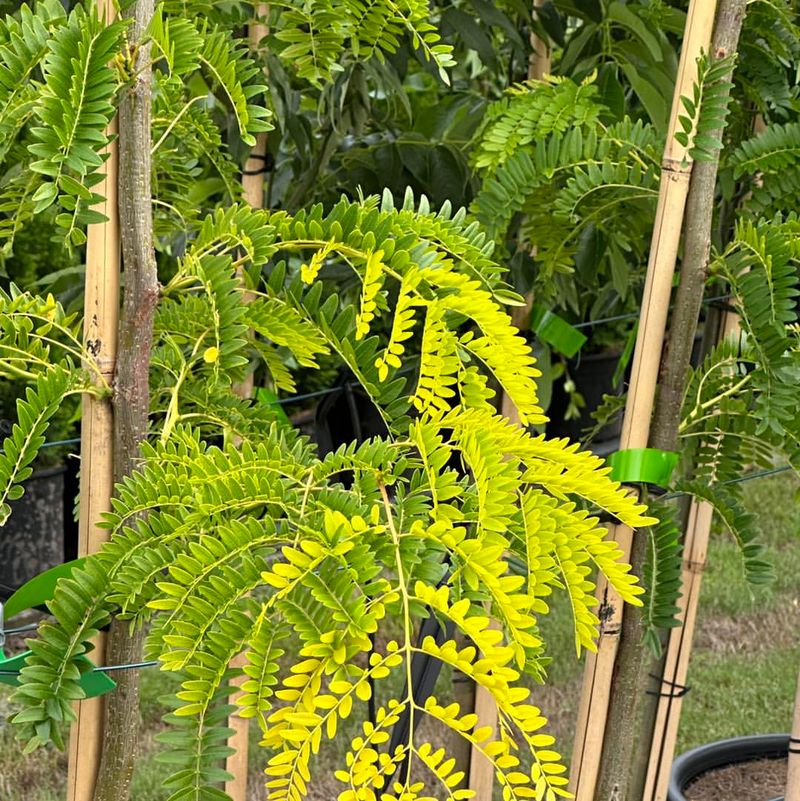 Honey Locust