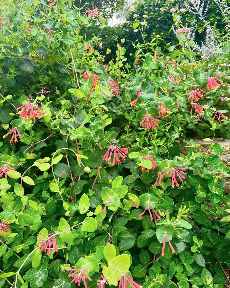 Honeysuckle