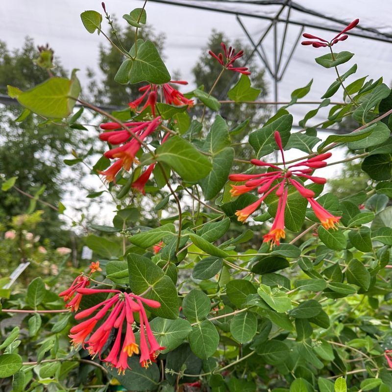 Honeysuckle