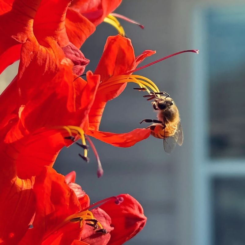 Honeysuckle