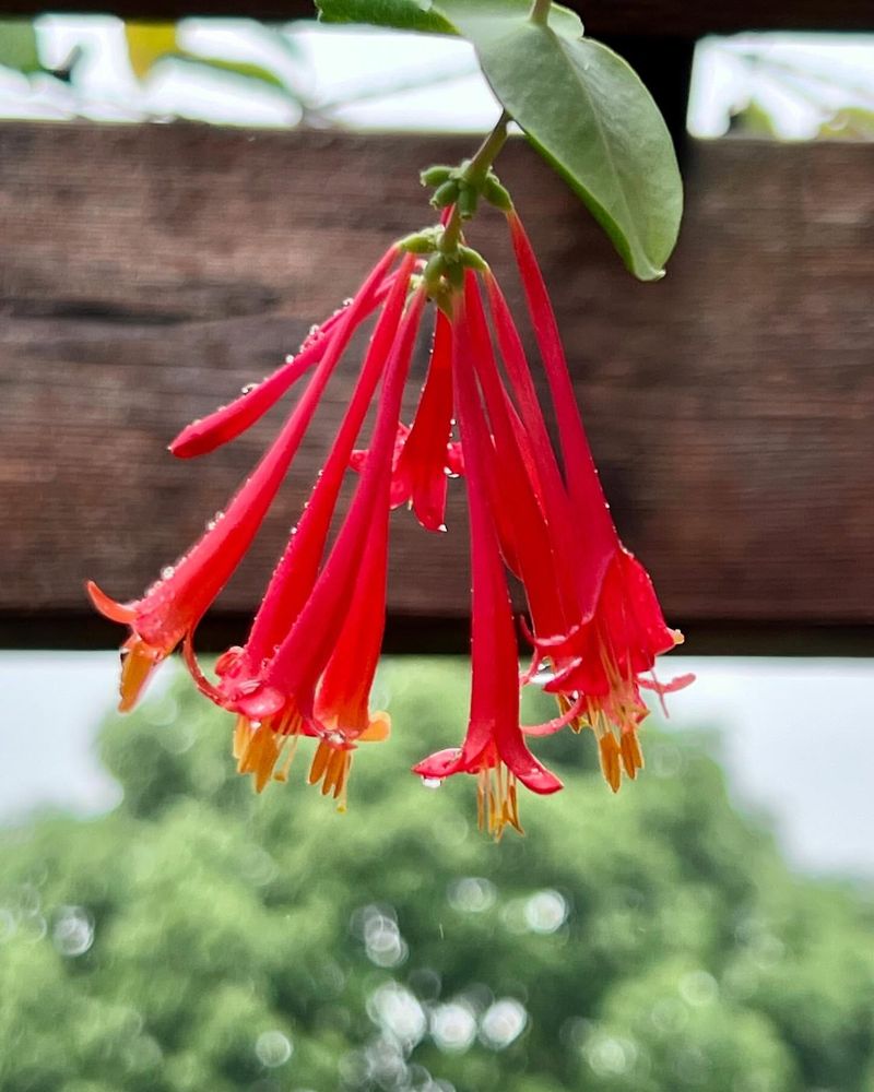 Honeysuckle