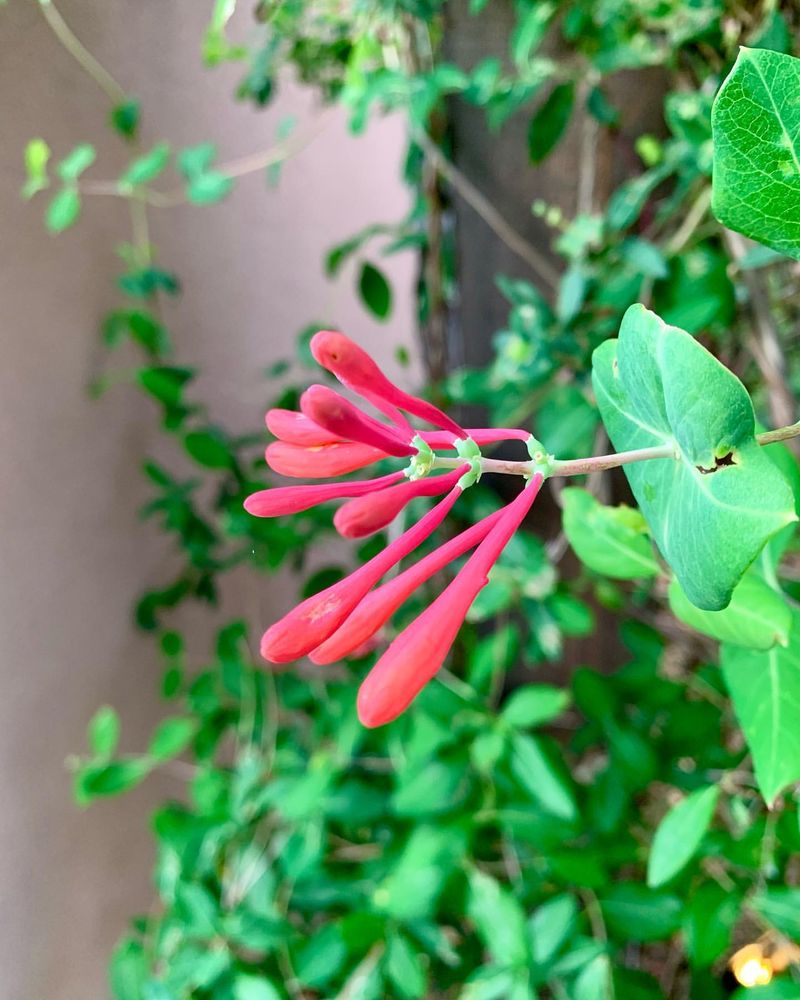 Honeysuckle