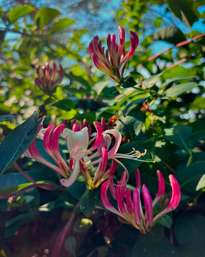 Honeysuckle