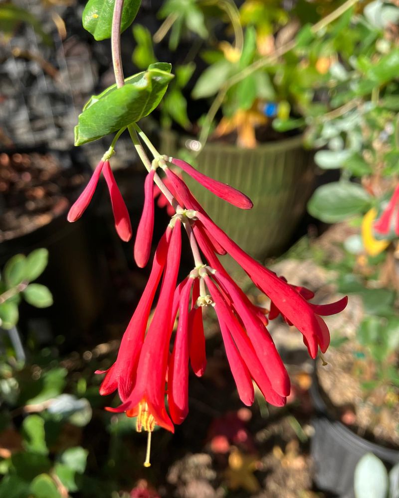 Honeysuckle