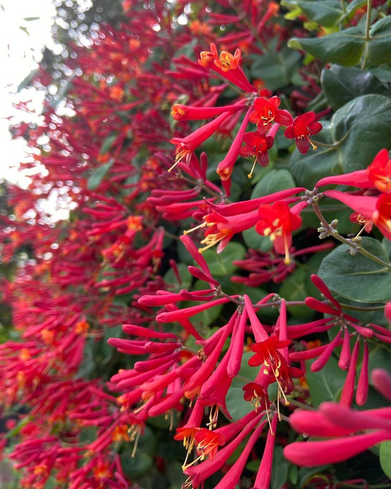 Honeysuckle