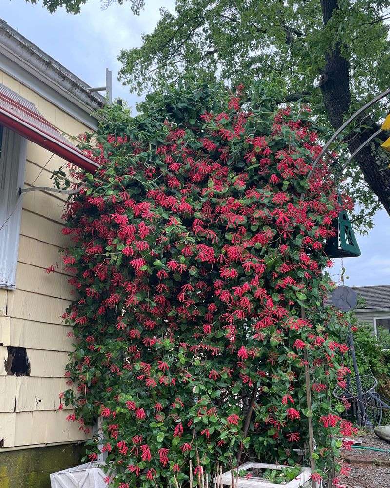 Honeysuckle Barrier