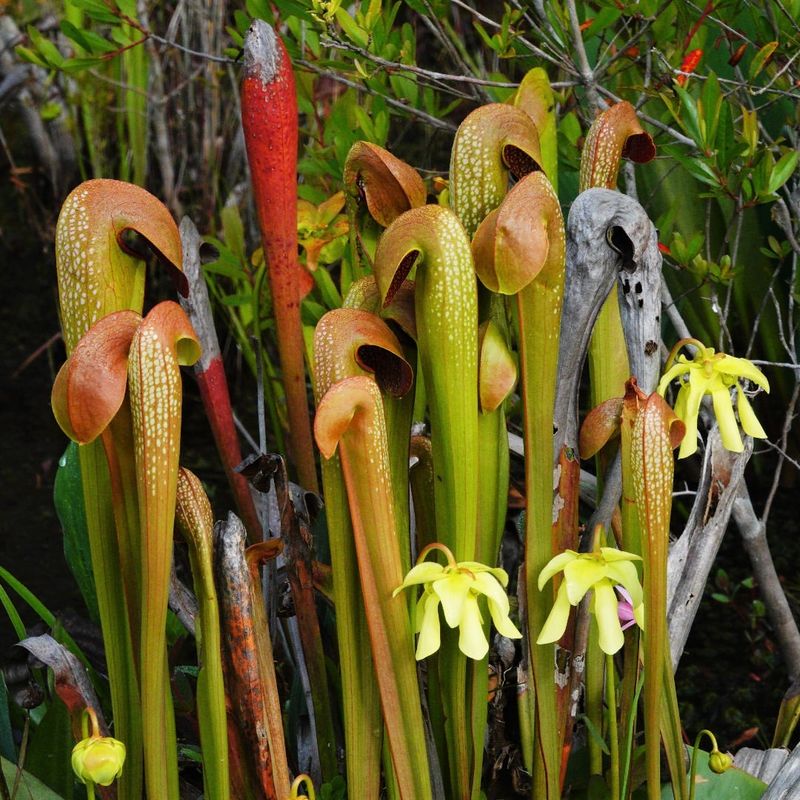 Hooded Pitcher Plant