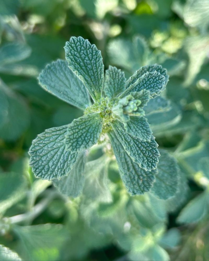 Horehound