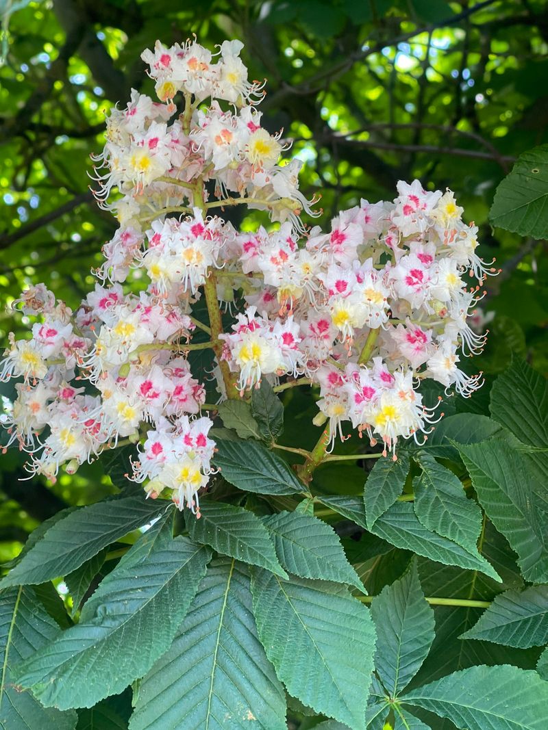 Horse Chestnut