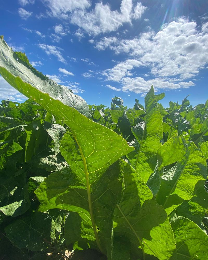 Horseradish