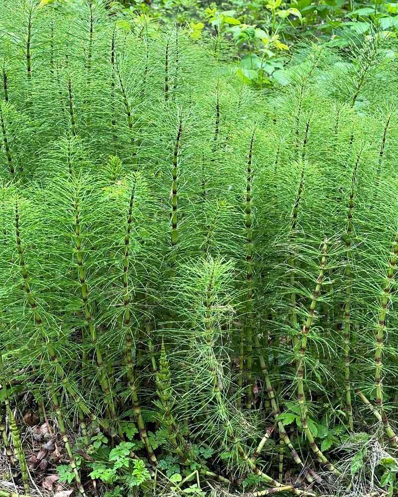 Horsetail