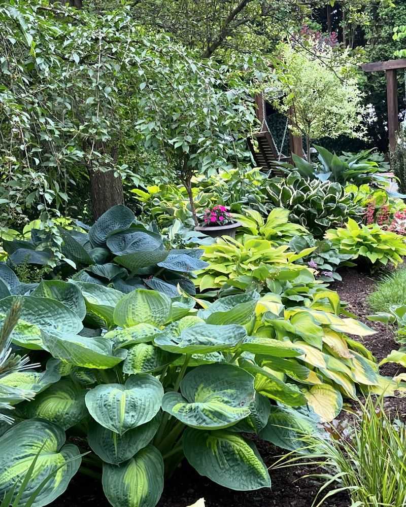 Hosta