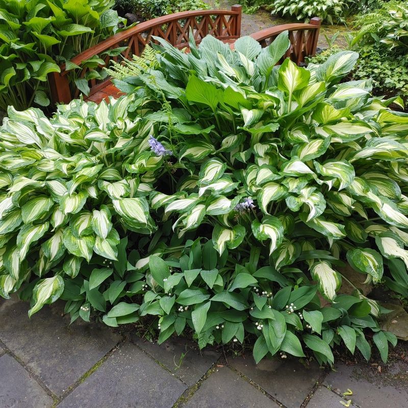 Hosta