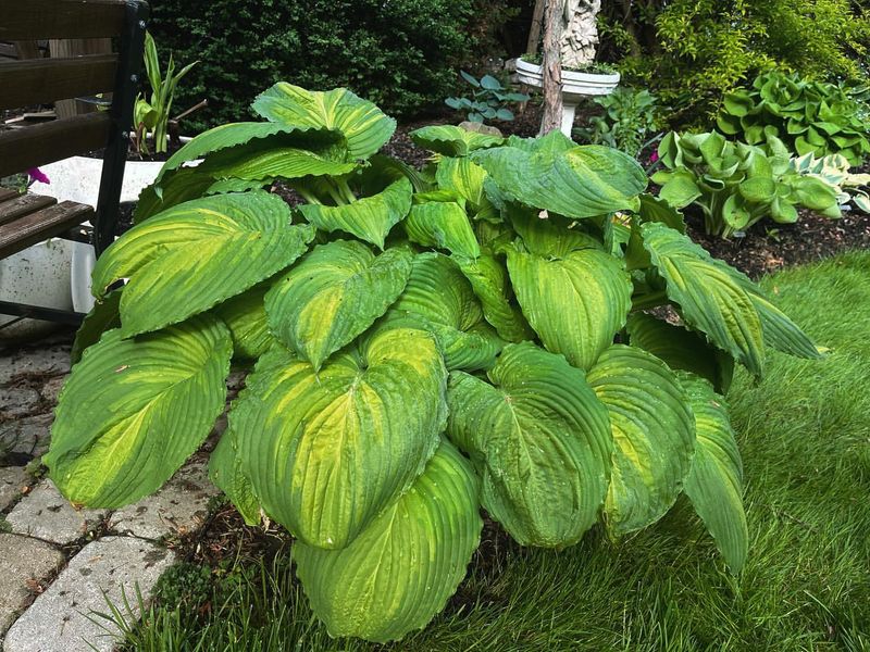 Hosta