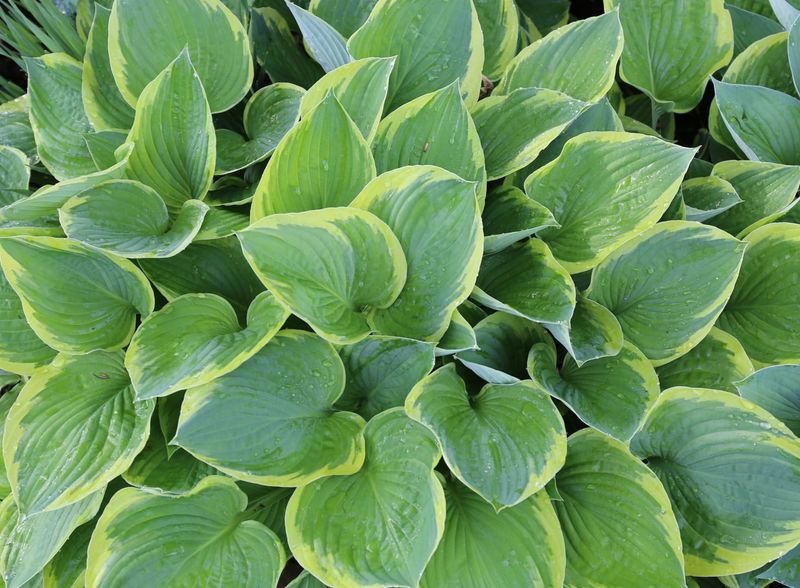 Hosta