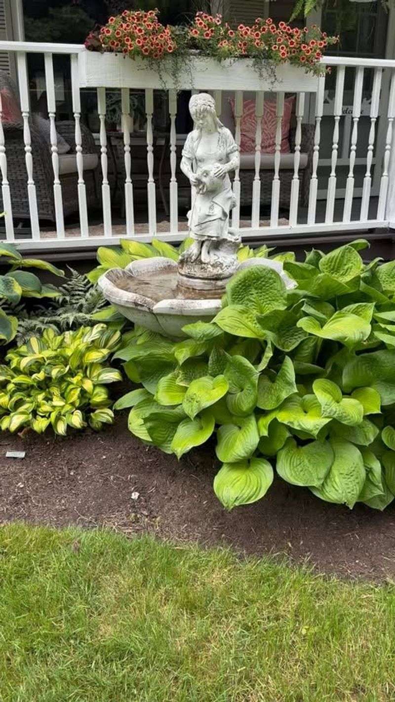 Hosta