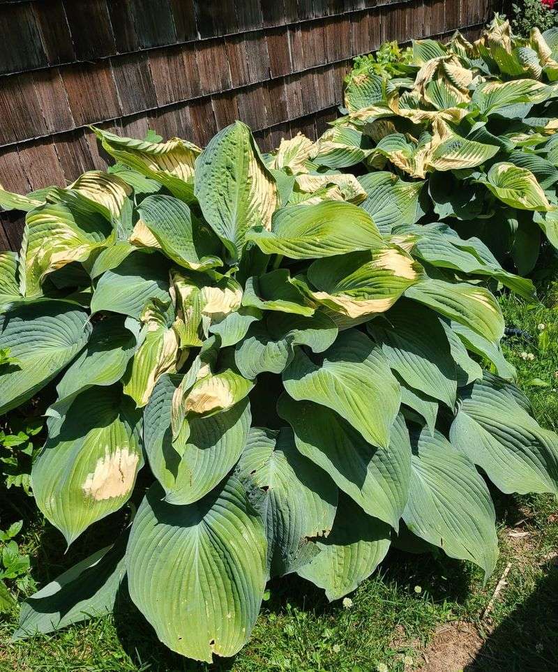 Hosta