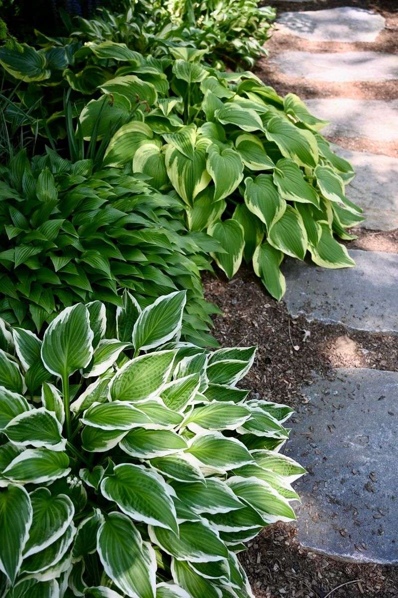 Hosta