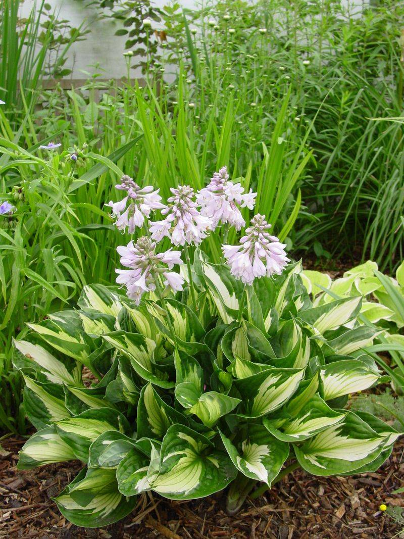 Hosta