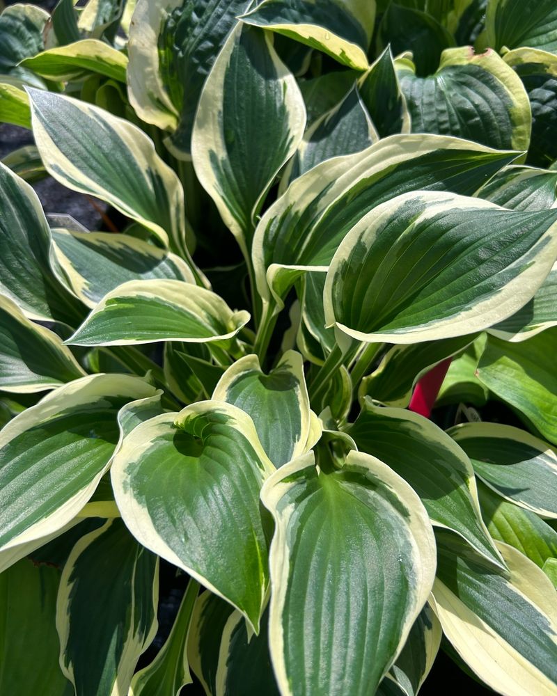 Hosta