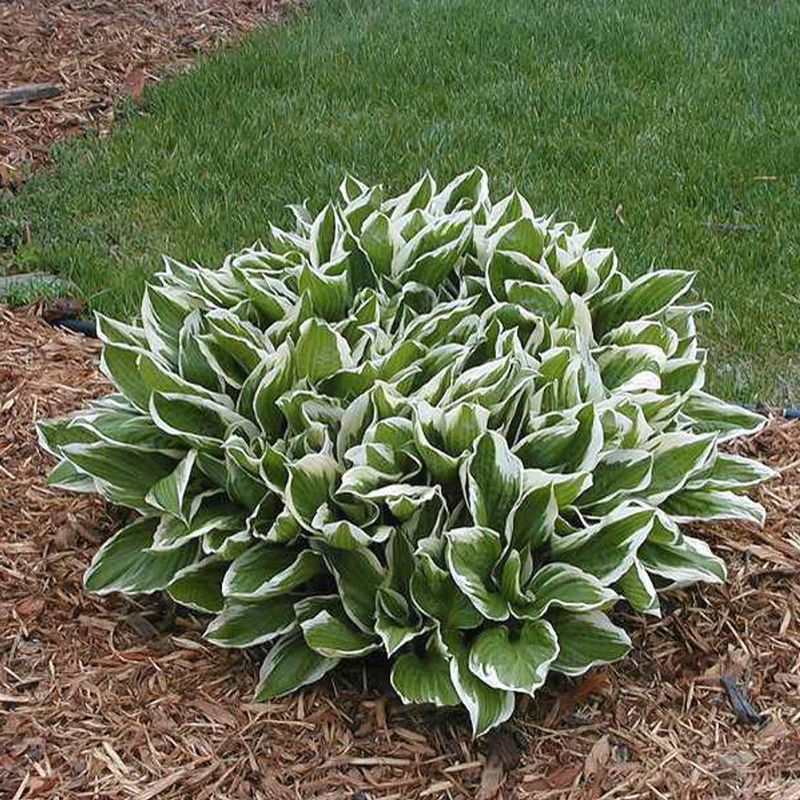 Hosta