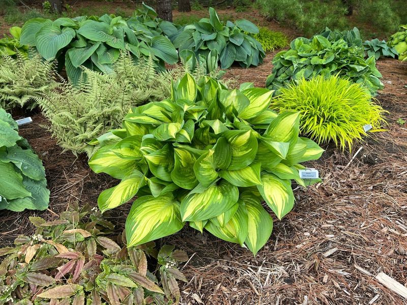 Hosta