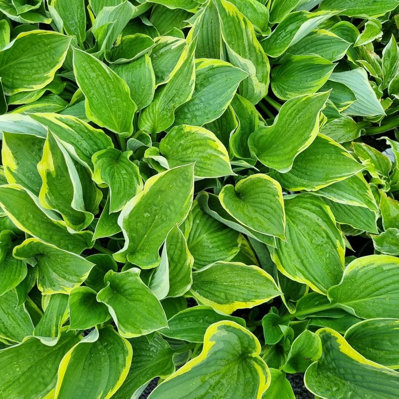 Hosta