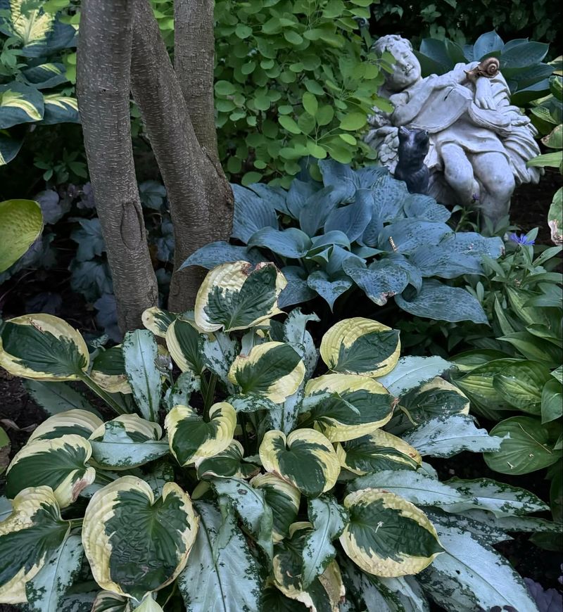 Hosta